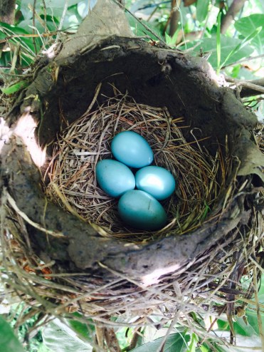 robins eggs