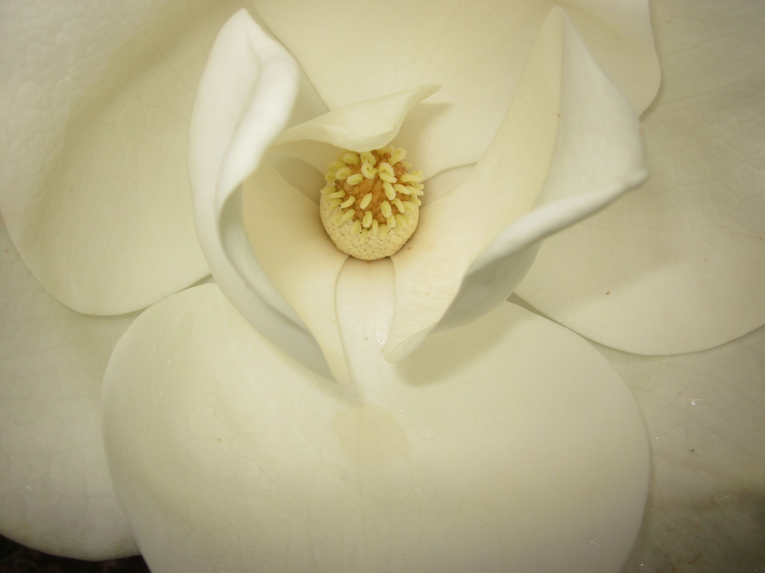 Magnolia bloom