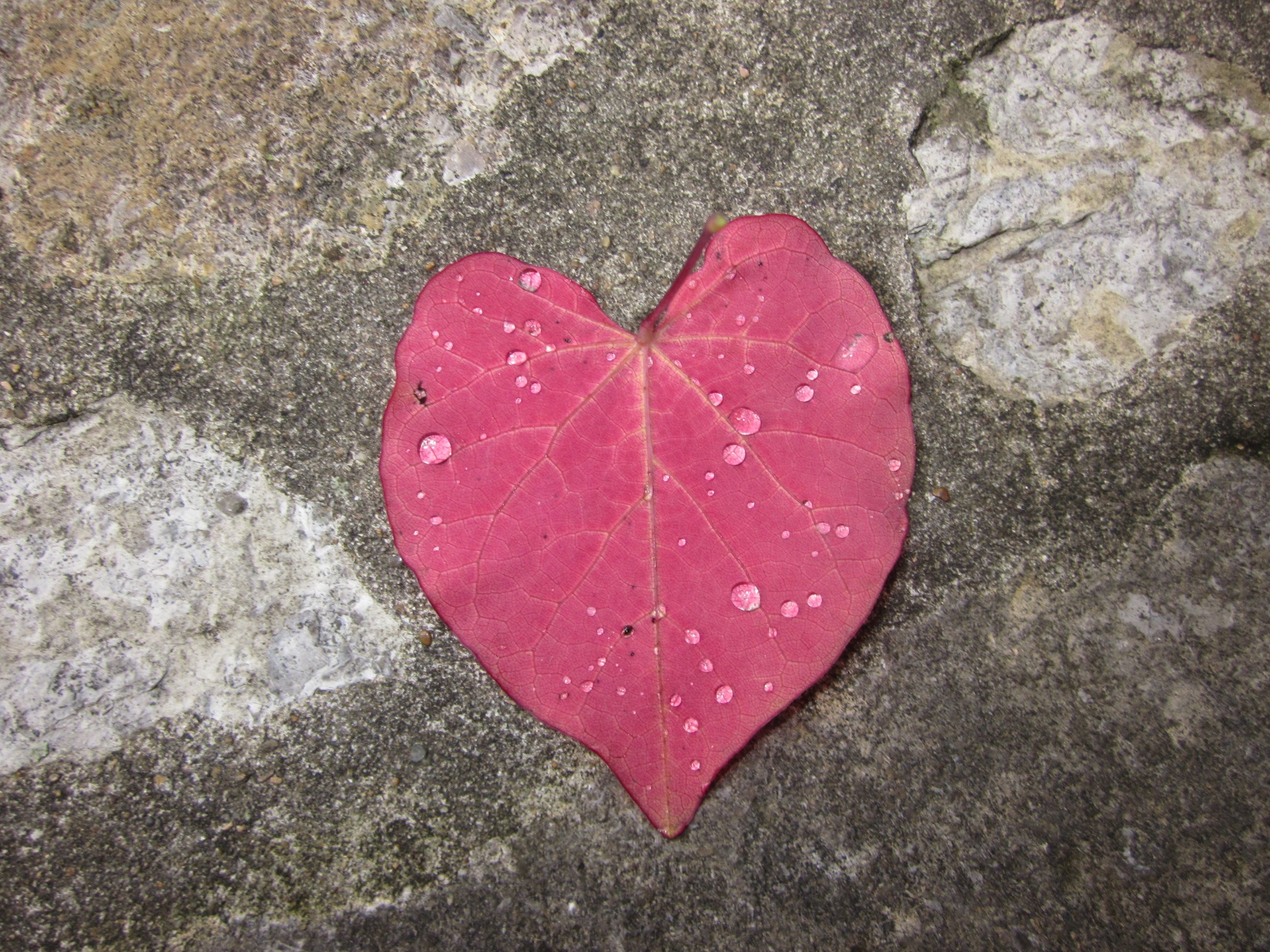 heart-leaf
