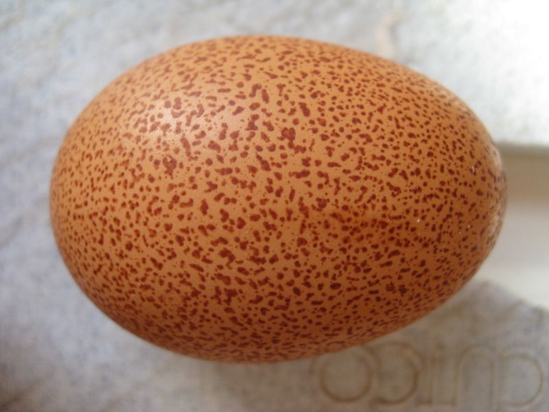 speckled egg