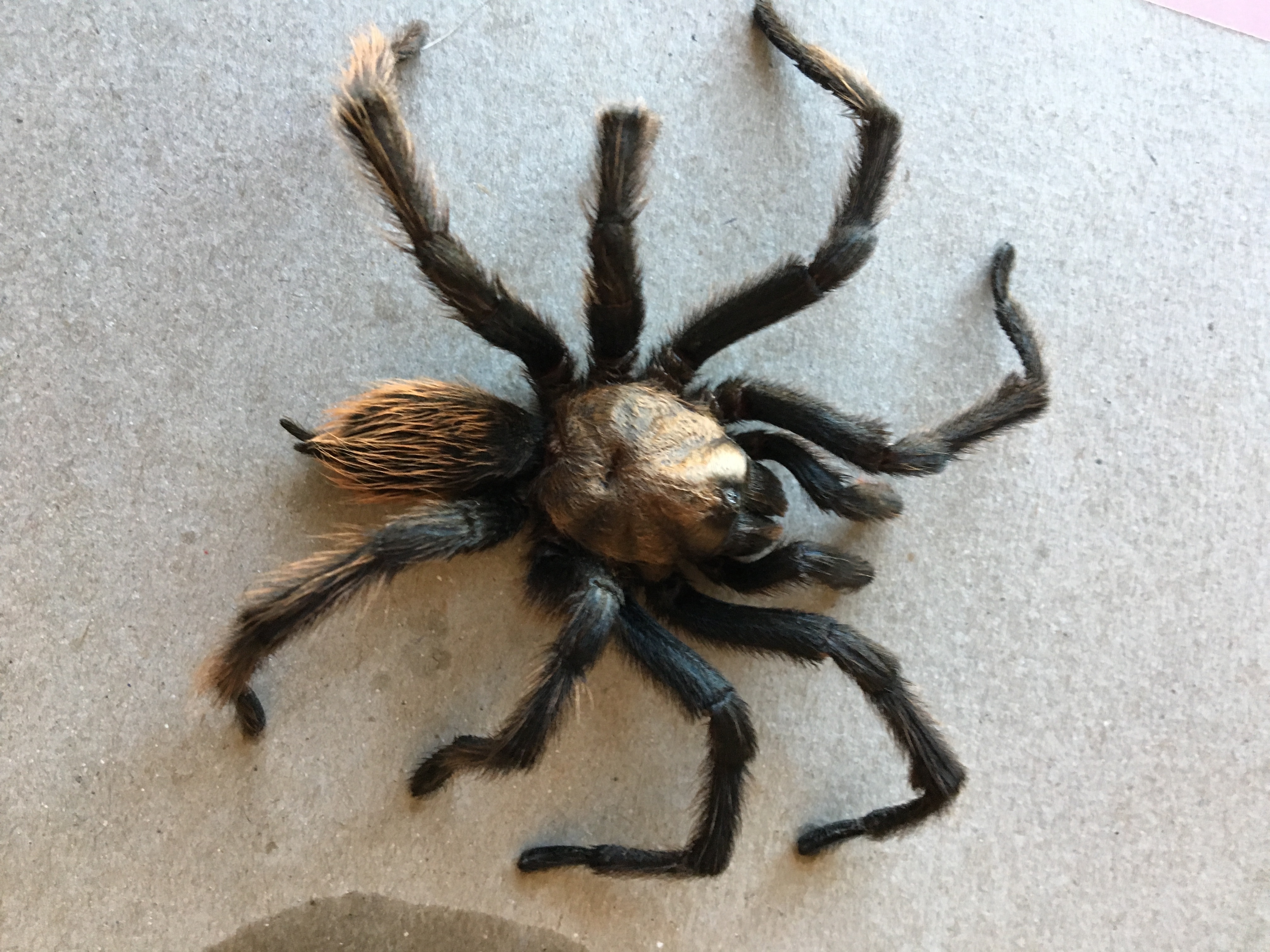 tarantula