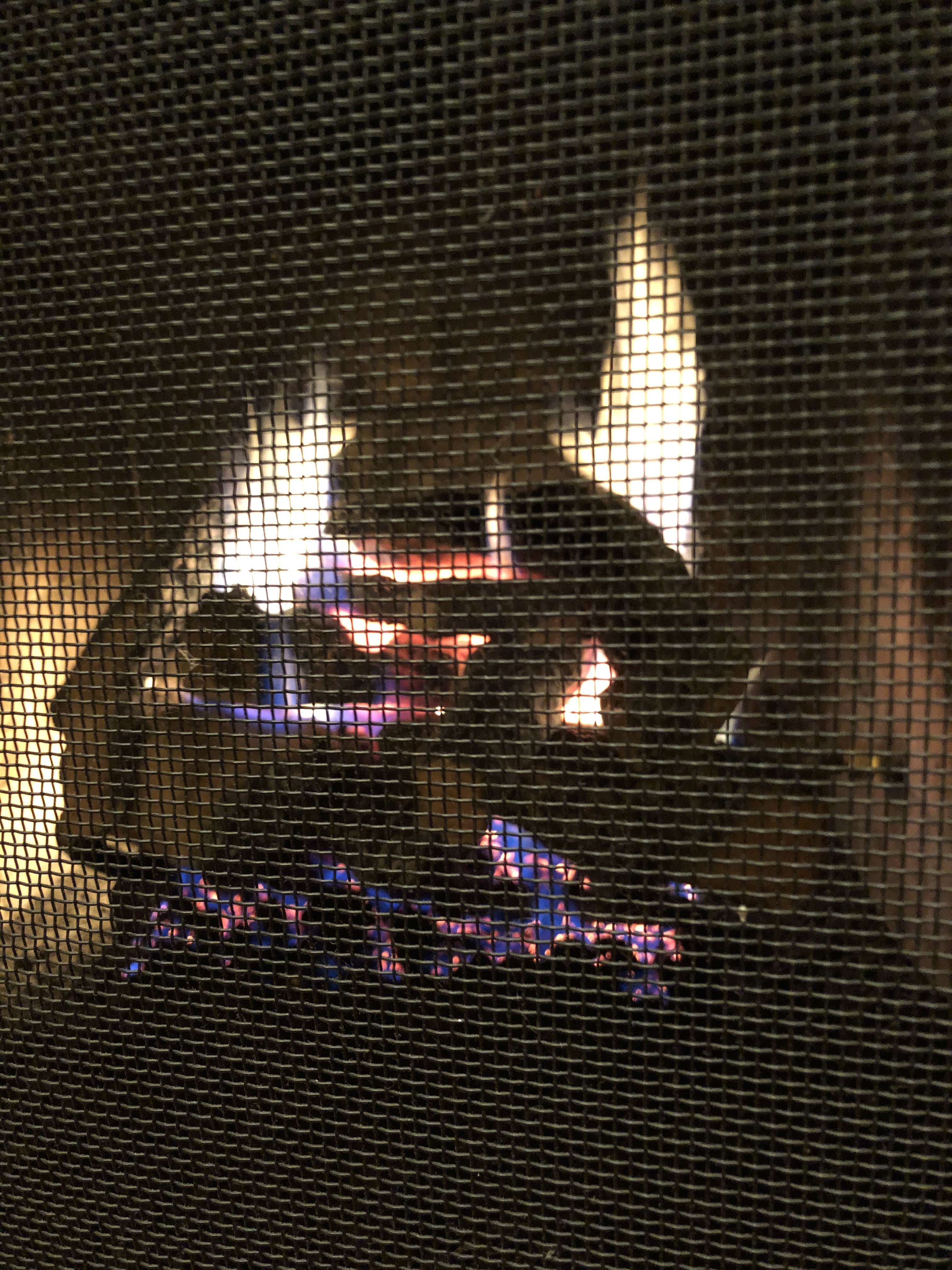 fire